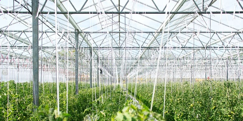 Greenhouse and Plant Growth Chamber Spaces Available at the Global Institute for Food Security