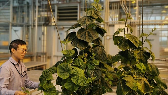 First-of-its-kind project at Global Institute for Food Security imaging live plants for more nutrient-efficient crop breeding