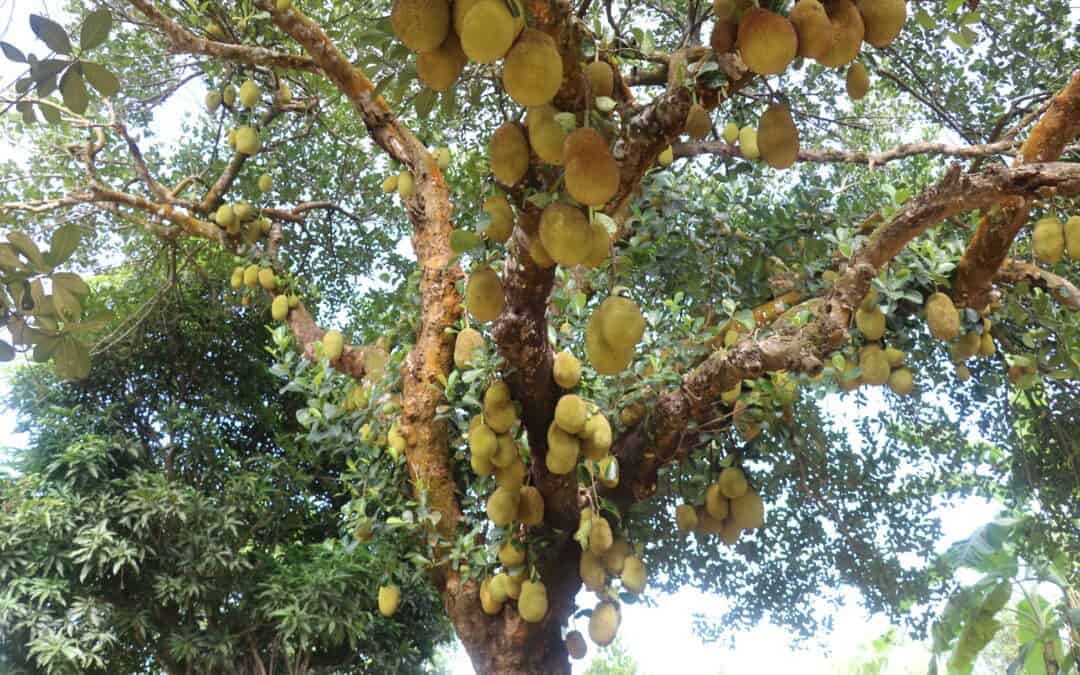 Global Institute for Food Security partnership in Bangladesh produces first sequenced genome of year-round jackfruit