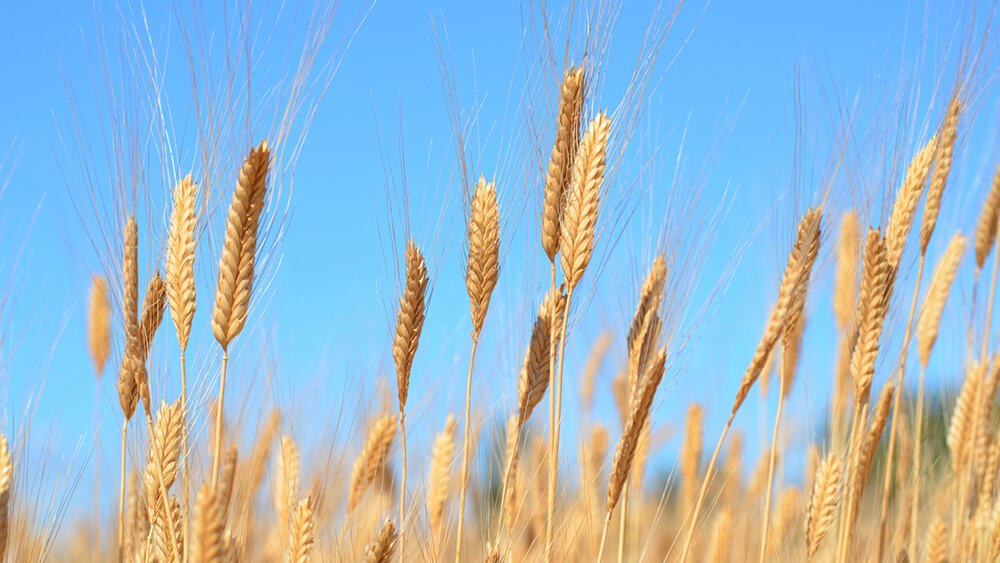 GIFS researcher supports international team effort to sequence earliest domesticated wheat genome